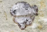 Enrolled Kainops Trilobite Filled With Quartz Crystals - Oklahoma #142087-3